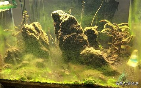 魚缸藻類滋生 易经风水